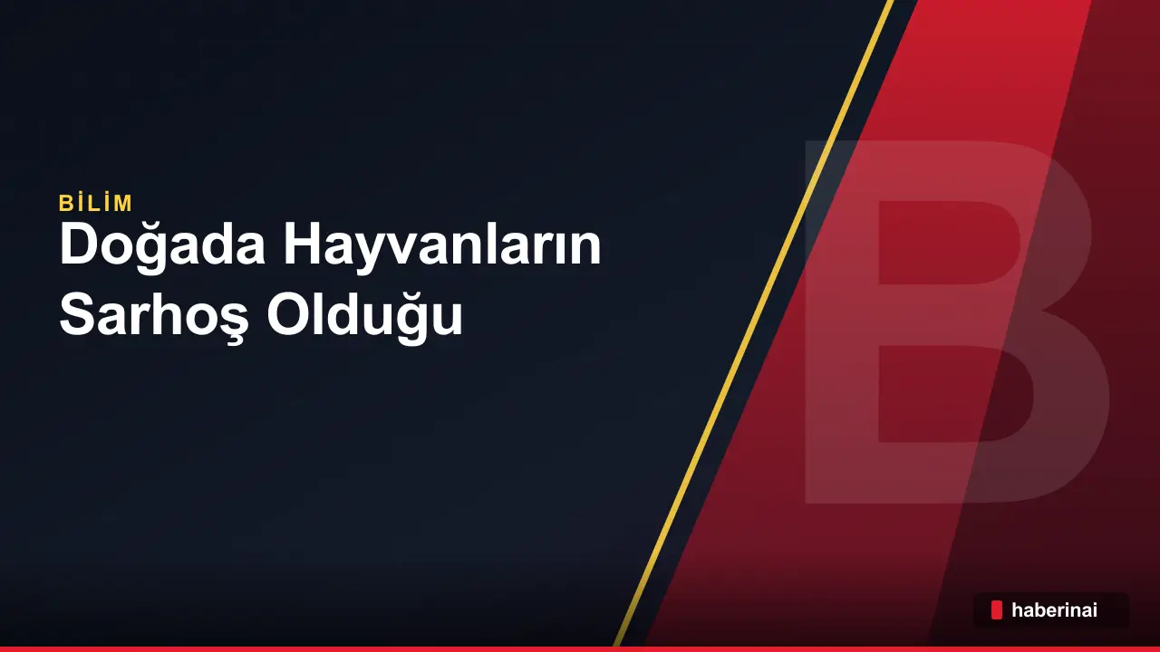 Doğada Hayvanların Sarhoş Olduğu Gerçek mi?